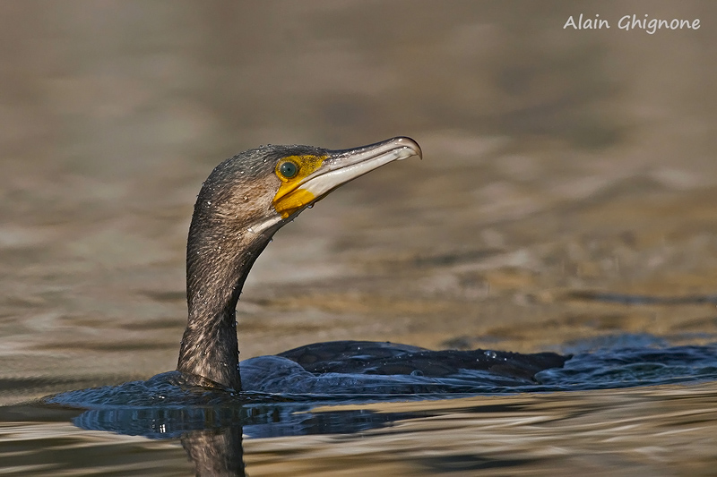 Cormorani affamati e non...